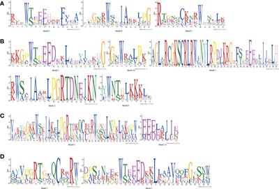 Comparative analysis of the MYB gene family in seven Ipomoea species